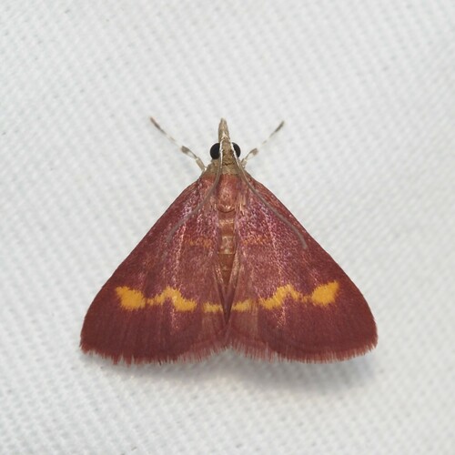 Yellow-banded Pyrausta Moth and Allies photo 3