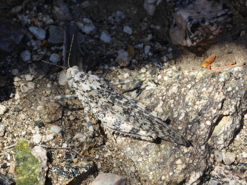 iNaturalist observation photo of Furnace Heat Lubber