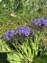 Scilla peruviana