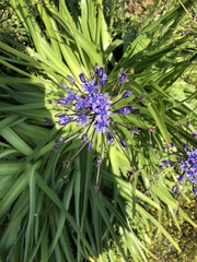 Scilla peruviana