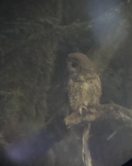 Strix occidentalis caurina