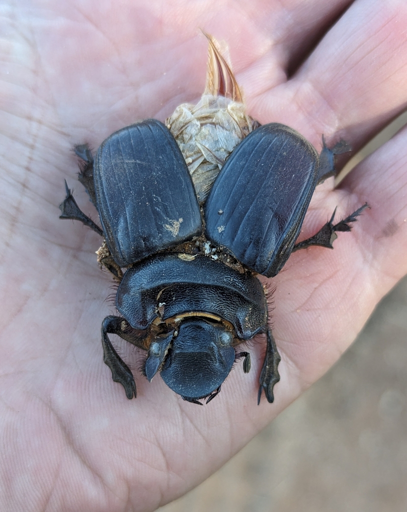 Heliocopris japetus from Omatako, NA-OD, NA on May 22, 2024 at 05:05 PM ...