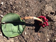 Haemanthus sanguineus