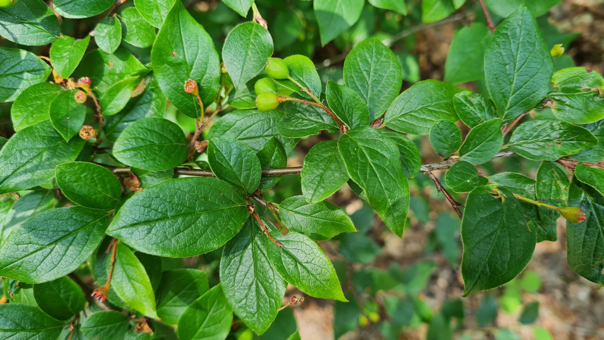 Cotoneaster acutifolius