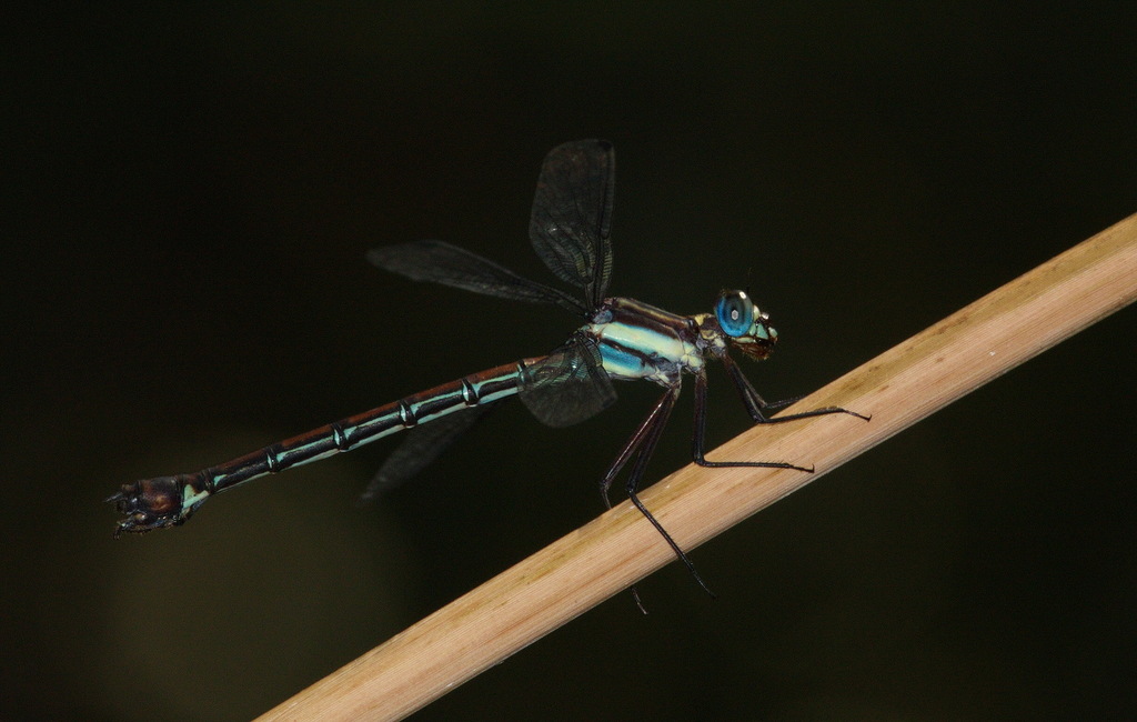 Philoganga montana