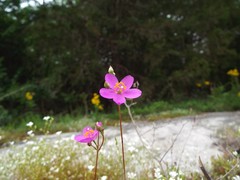 Phemeranthus calcaricus