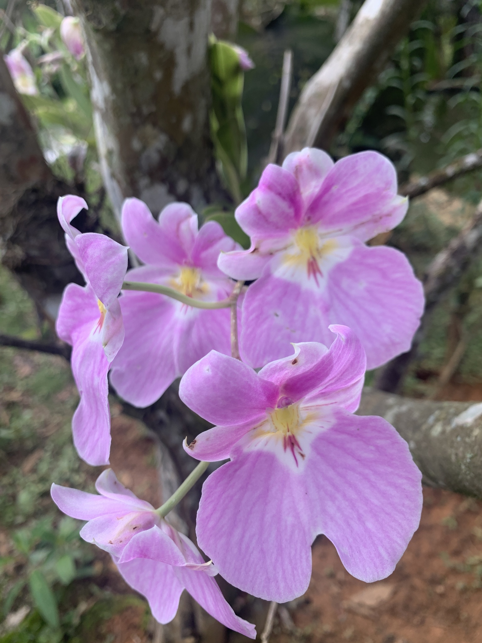 Imagem de Orquídea