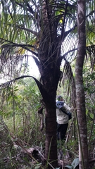 Ravenea madagascariensis