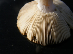 Russula acrolamellata