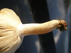 Russula acrolamellata