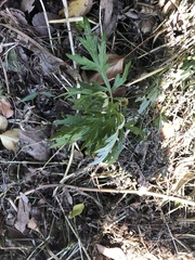 Artemisia princeps