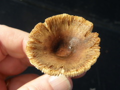 Russula acrolamellata