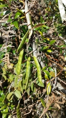 Ophrestia lyallii