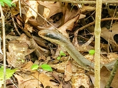 Coluber constrictor latrunculus