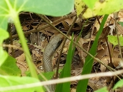 Coluber constrictor latrunculus