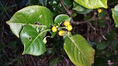 Psychotria reducta