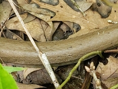 Coluber constrictor latrunculus