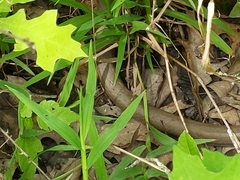 Coluber constrictor latrunculus