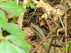 Coluber constrictor latrunculus