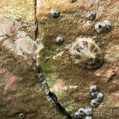 Patella ulyssiponensis