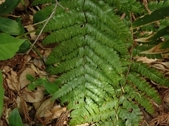 Polystichum fibrillosopaleaceum