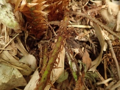 Polystichum fibrillosopaleaceum