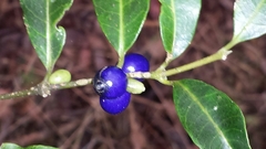 Saldinia axillaris