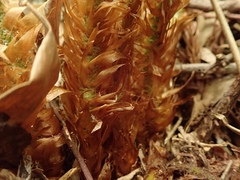 Polystichum fibrillosopaleaceum