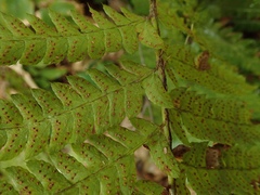 Polystichum fibrillosopaleaceum