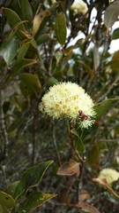 Syzygium condensatum image