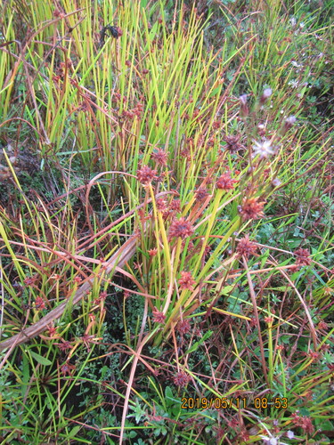 Isolepis distigmatosa, photograph 4