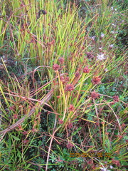 Isolepis distigmatosa