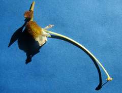 Helicteres laciniosa