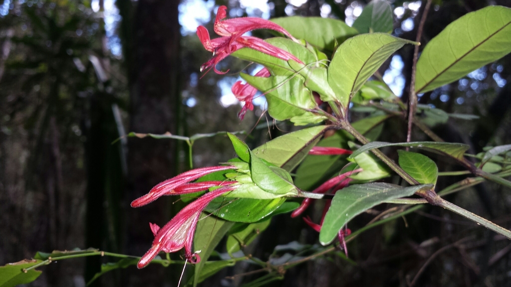 Hypoestes fascicularis
