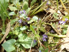 Ajuga decumbens