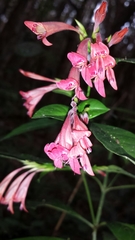 Hypoestes anisophylla