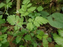 Osmorhiza aristata