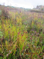 Isolepis distigmatosa