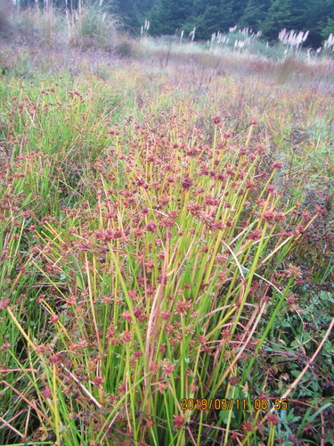 Isolepis distigmatosa, photograph 6