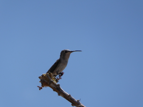 iNaturalist observation photo of Anna's and Costa's Hummingbirds
