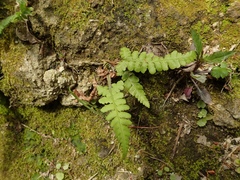 Woodwardia orientalis
