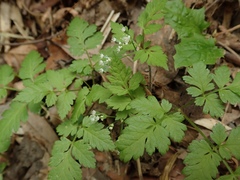 Osmorhiza aristata