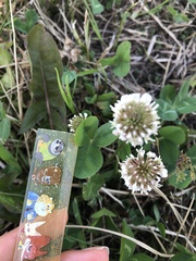 Trifolium repens