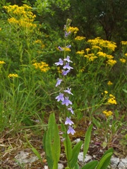 Lobelia gattingeri