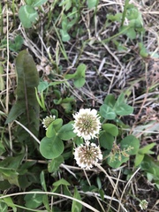 Trifolium repens