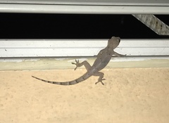 Hemidactylus mabouia