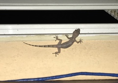 Hemidactylus mabouia