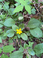 Chrysogonum repens, photograph marciem, CC BY, iNaturalist via GBIF
