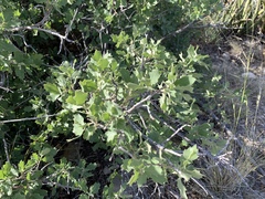 Quercus × undulata