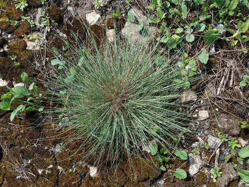 Eraičinas nuotrauka